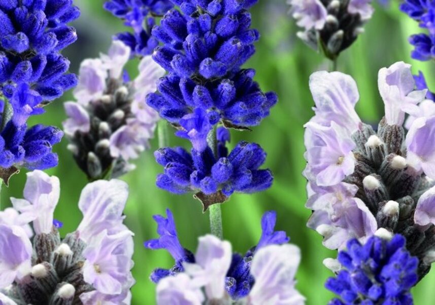 Lavanda  Mix Blue & White Scent Early