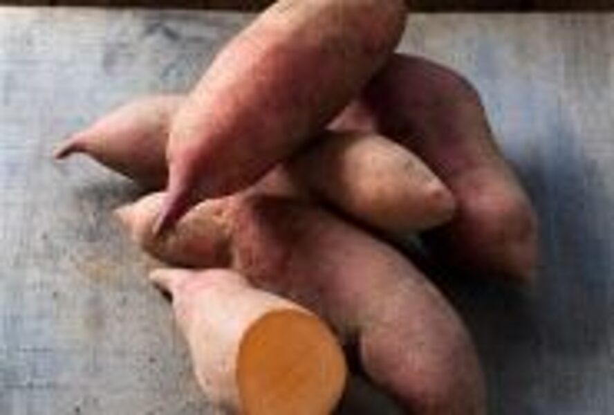Ipomoea batatas Erato Vineland Intense Orange (V16K450 cv.) (BIO)
