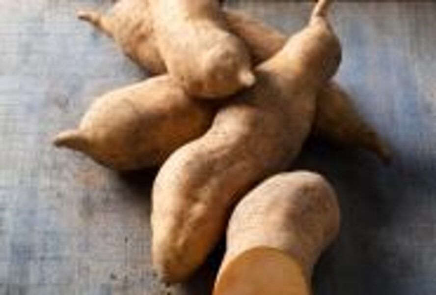 Ipomoea batatas Erato White (BIO)