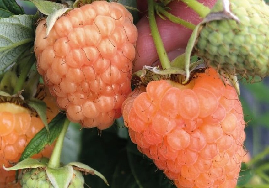 Aveņu stādi Rubus idaeus Summer Lovers  Garden Apricot (BIO)