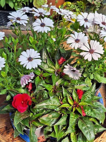 Akmenssēkles/lietuspuķe (Osteospermum),BALTĀ 