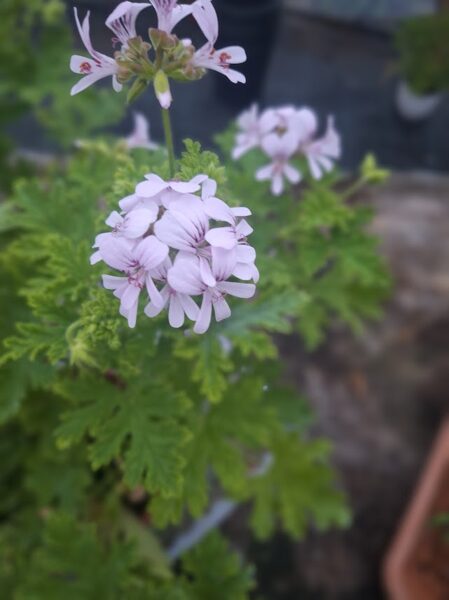 Pelargonija piparmētru ''Odorata''