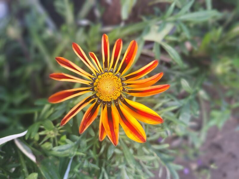 Gazanija  New Day mix