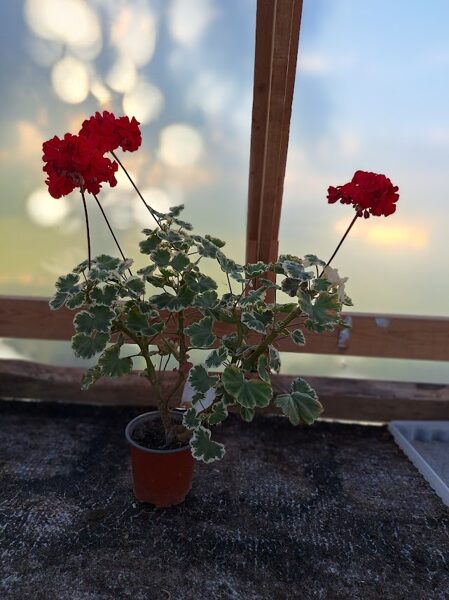 Pelargonija zonālā ''Grandeur Dark Bright Red''