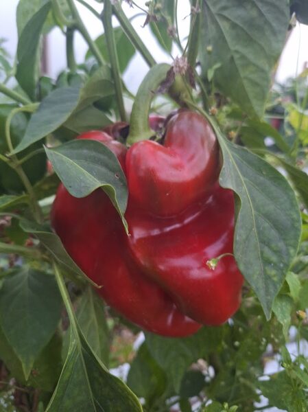 Paprika ''BALLADYNA''-bio