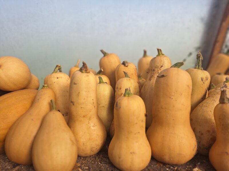 Ķirbis Butternut-bio.