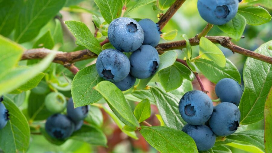 Krūmmellene Vaccinium corymbosum Colour Bells Blue (BIO)