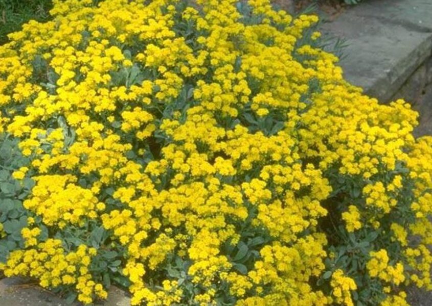 Klinšu alise jeb aurīnija  (Aurinia saxatilis, syn. Alyssum saxatile.) 