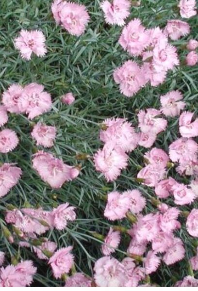 Spalvu neļķītes  (Dianthus plumarius)