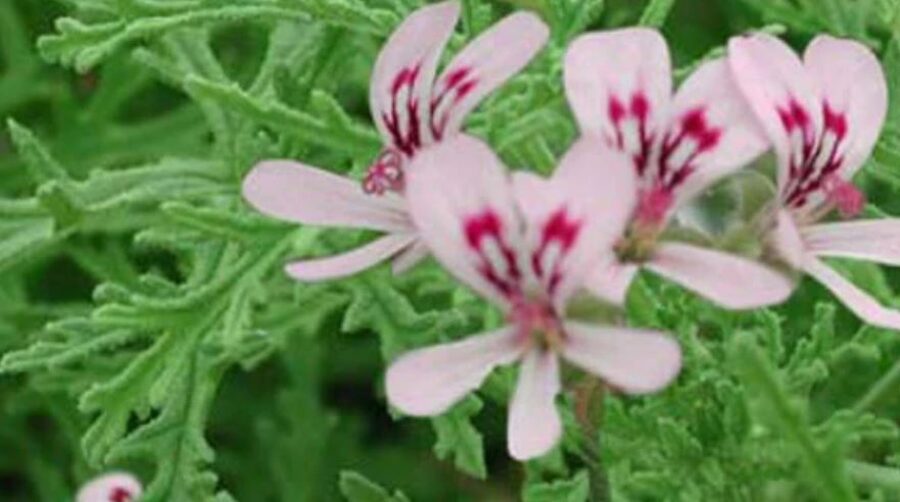 Pelargonija rožu/citronu ''Radula''