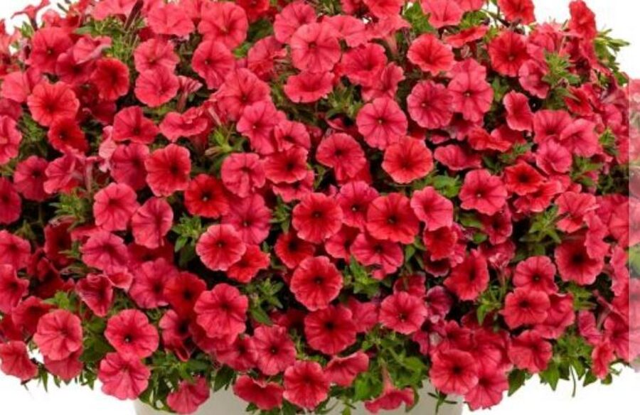 Supertunia MINI VISTA Coral 