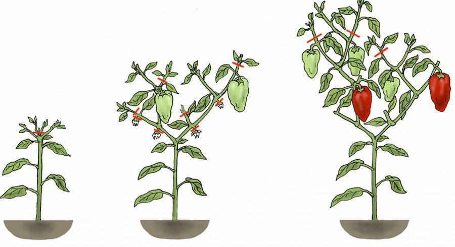 Paprikas stādu veidošanas shēma