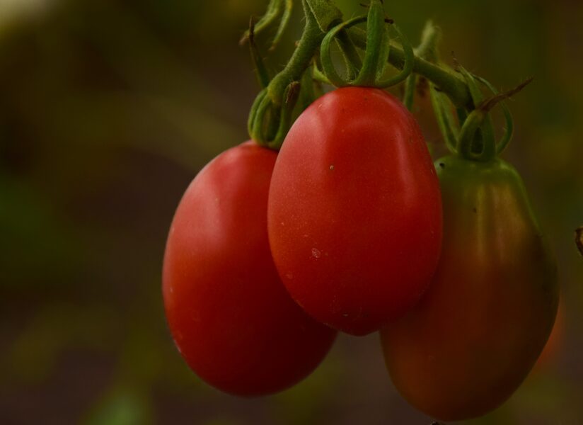 Tomāti ''San Marzano ''-bio