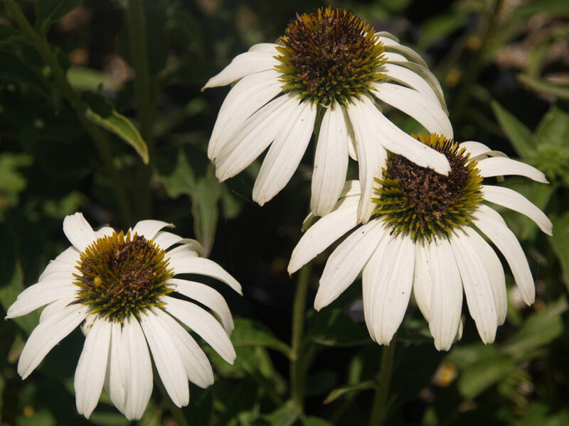 Ehinācija  purpurea "Prima Donna White"