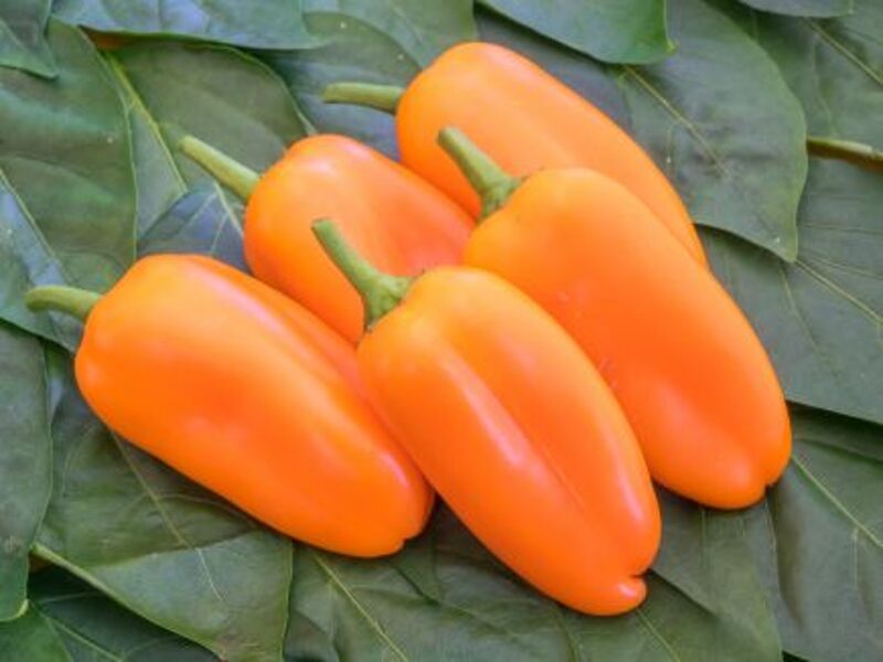 Balkona Paprika ''Flynn''