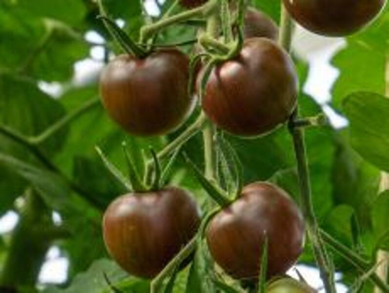 Ķiršu tomātu sēklas ''Black cherry''(20 sēklas)