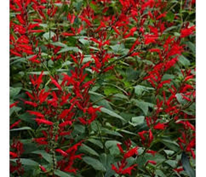 Salvia rutilans Pino  Sarkanīgā/ananāsu salvija-BIO