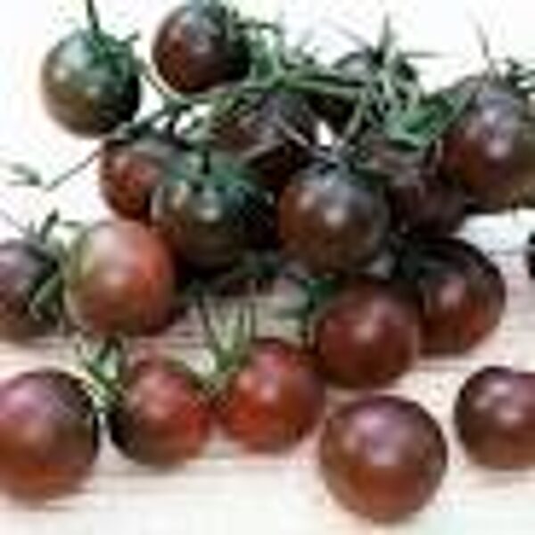 Ķiršu Tomāti ''Black Cherry''bio