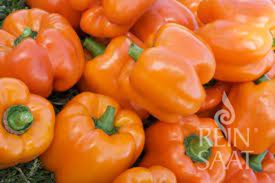Paprika oranžā-BIO ''REWIA''