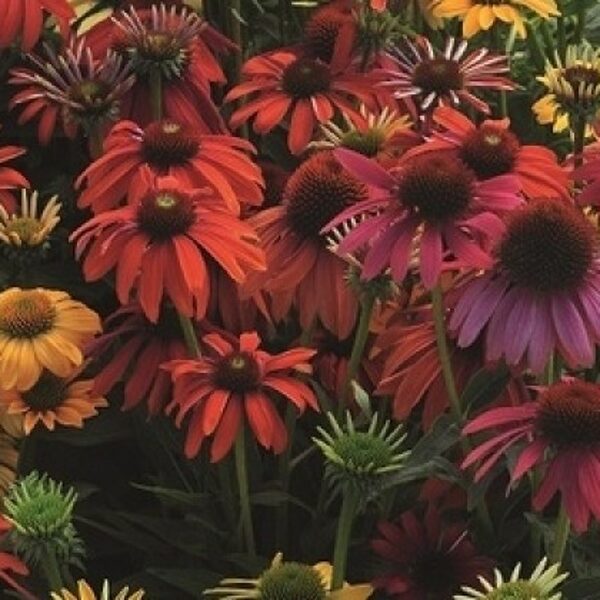 Echinacea hybrida Cheyenne Spirit 