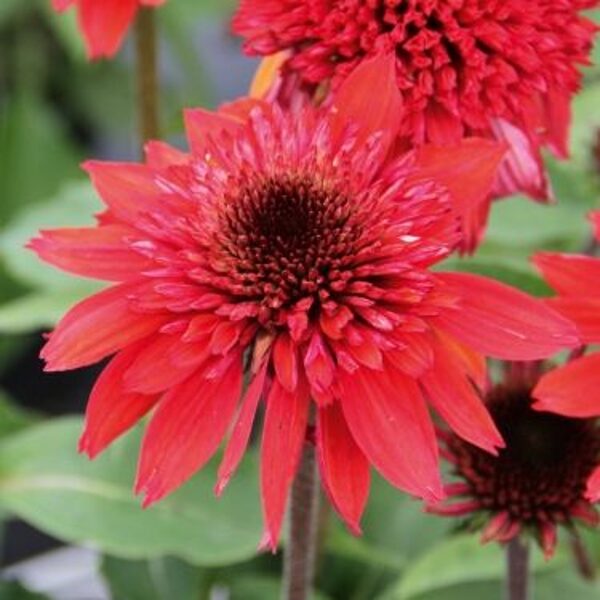 Echinacea purpurea Papallo Semi Double Cherry