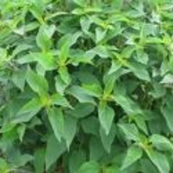  Salvia rutilans Pino (BIO)