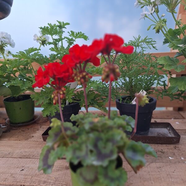 Pelargonija zonālā'' Grandeur Dark Bright Red''