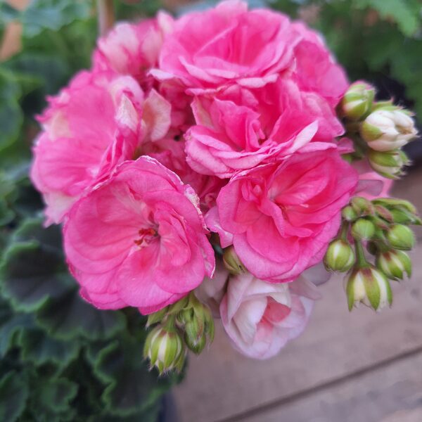 Pelargonija '' Rosalinda''