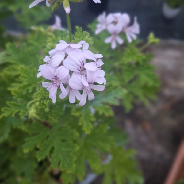 Pelargonija smaržīgā'' Grandeur Odorata Peppermint''