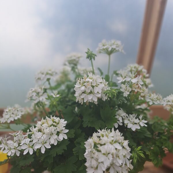 Pelargonija"White Stellar" mātes augs 