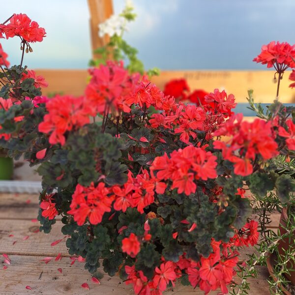 Zemā Pelargonija ''Paul West''mātes augs