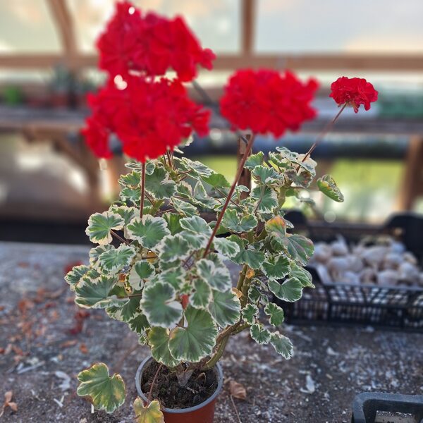 Raiblapu pelargonija -mātes augs