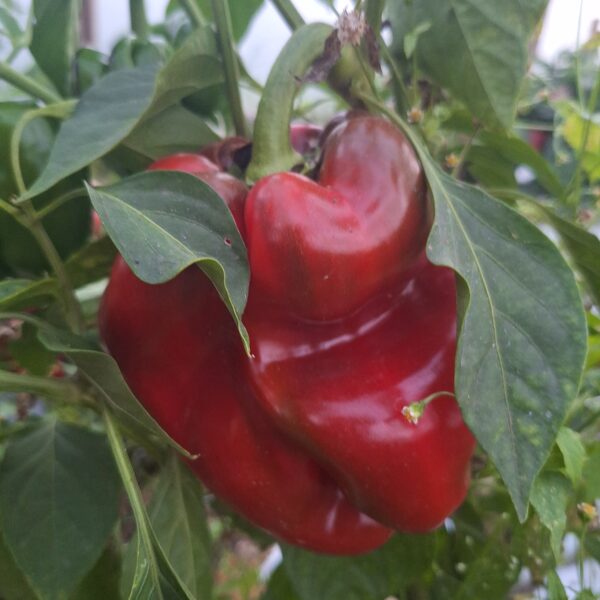 Paprika ,tomāti, gurķi