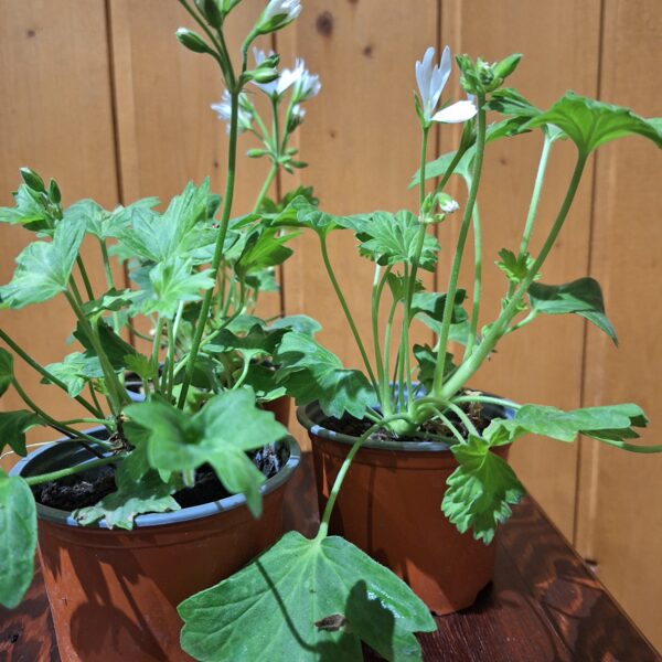 Pelargonija" White Stellar "3eiro/gb.