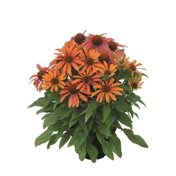 Echinacea purpurea Conetto Orange