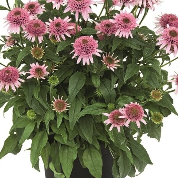 Echinacea purpurea Butterfly Kisses