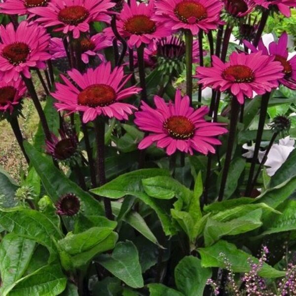 Echinacea purpurea Fatal Attraction