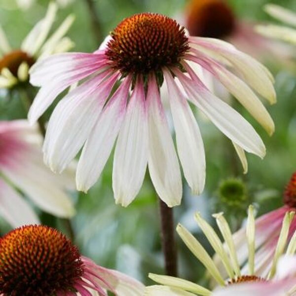 Echinacea purpurea Pretty Parasols