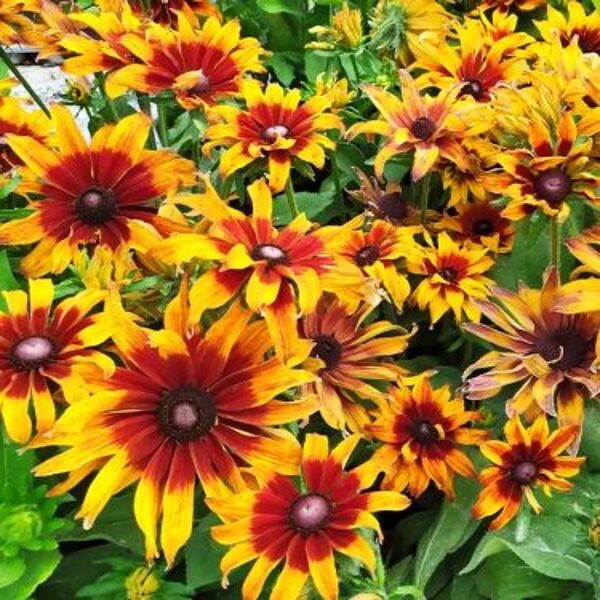 Rudbeckia x Echinacea Summerina Sizzling Sunset