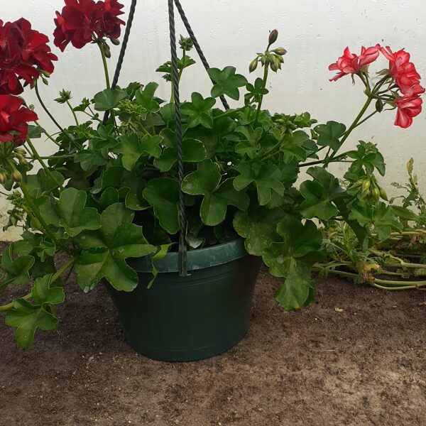 PELARGONIJAS