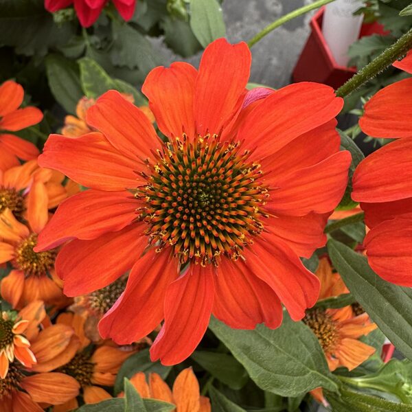 Echinacea purpurea Guatemala Orange