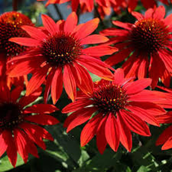 Echinacea  purpurea SOMBRERO