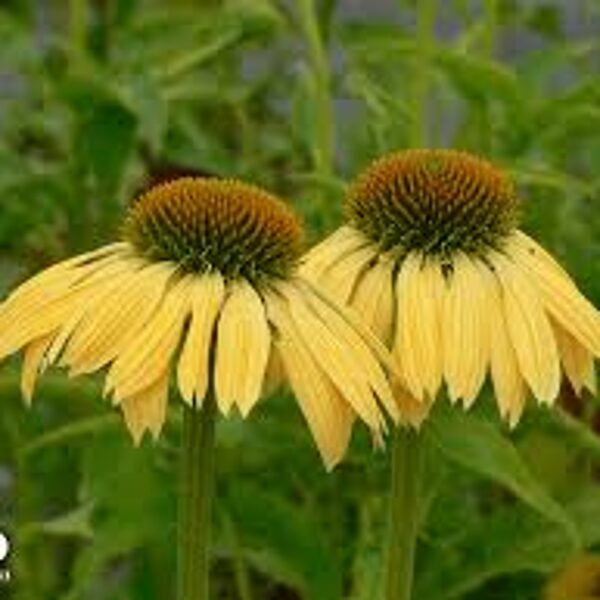 Echinacea  purpurea SOMBRERO