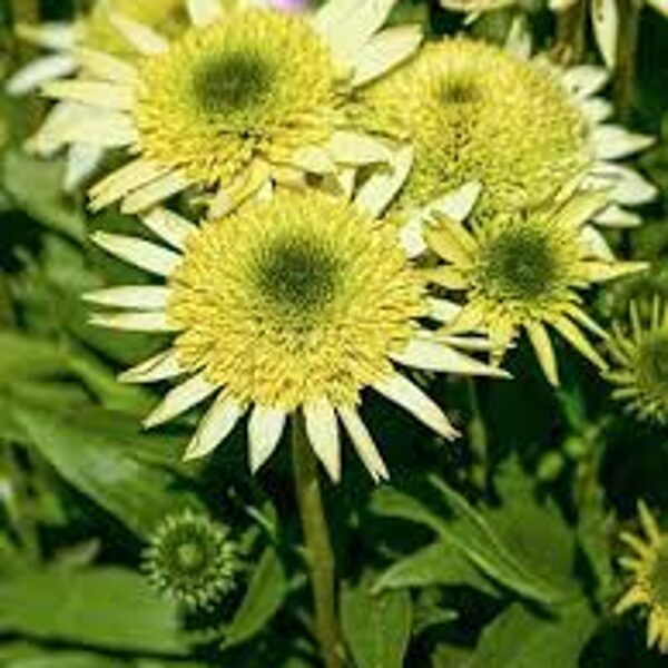 Echinacea  purpurea SOMBRERO