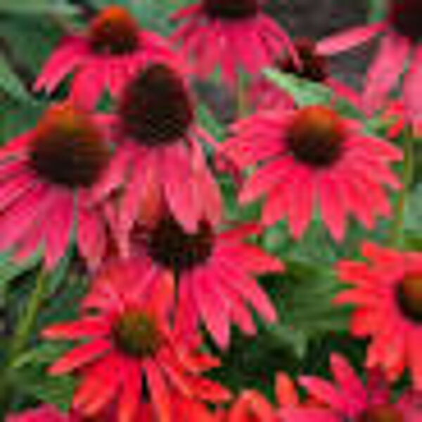 Echinacea  purpurea SOMBRERO