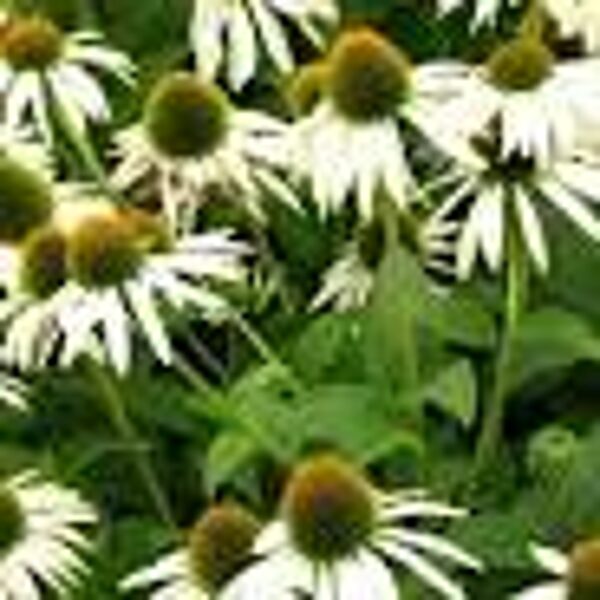 Echinacea purpurea 'Primadonna White'