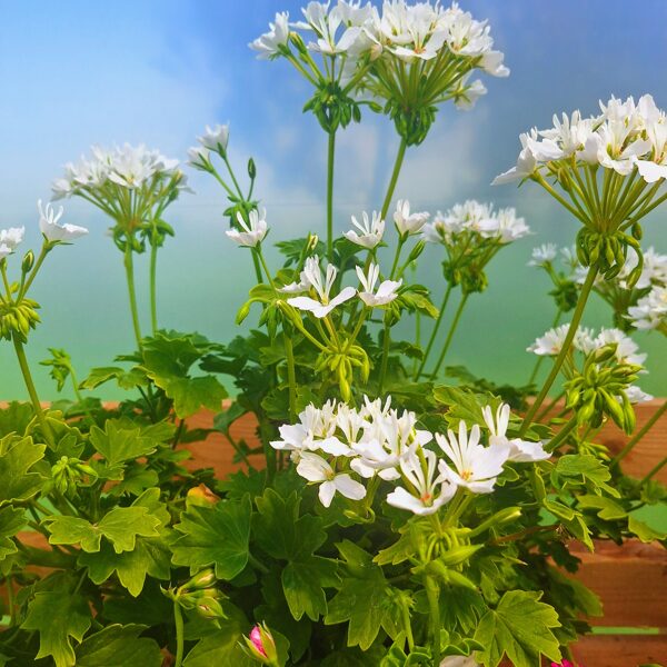 Pelargonija"White Stellar" mātes augs 