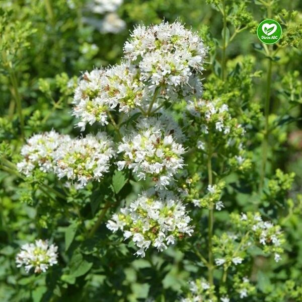 Grieķu raudene-oregano/būs pavasarī