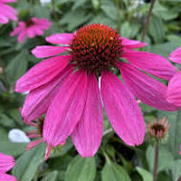 Echinacea  purpurea SOMBRERO