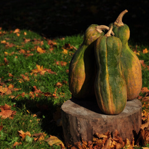 Ķirbji''Butternut'' zaļi strīpains 1gb/1.50 eiro